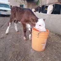 فروش گوساله نر