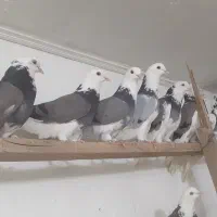 کفتر۲۰شازده سبز پشت سبزعالی جنس پرشی بشرط یکجا