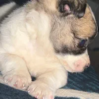 سگ نژاد اشپتز پامر