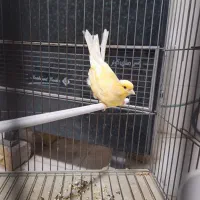 قناری ماده  آماده|پرنده|کاشان, فاز ۲ ناجی آباد|دیوار