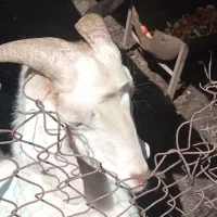 بز نر سانن