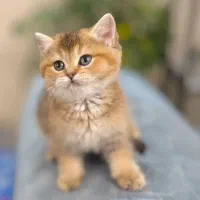 گربه اسکاتیش 24 ملیون