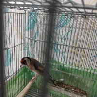 سهره بخوان|پرنده|اردبیل, |دیوار