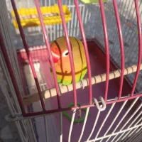 طوطی برزیلی