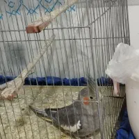 عروس هلندی|پرنده|لامرد, |دیوار