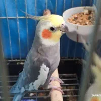 فروش دو جفت عروس هلندی