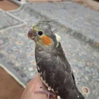 طوطی عروس هلندی