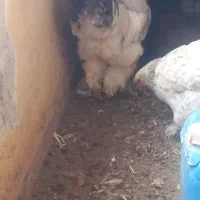 تخم نطفه دار برهما