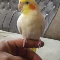 یک عدد عروس هلندی نر سخنگو