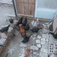 تخم نطفه دار لری و گلین|حیوانات مزرعه|خمینی‌شهر, |دیوار