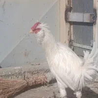 مرغ خروس جوجه گلین