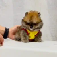 پامر خرسی عروسکی|سگ|رشت, دیانتی|دیوار