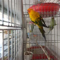 خورشیدی سان کانور ماده|پرنده|کاشمر, |دیوار