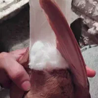 کبوتردم سفیدآس ویه سگ نگهبان|پرنده|مشهد, کوشک مهدی|دیوار