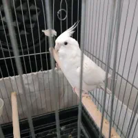 عروس هلندی|پرنده|پاکدشت, پاکدشت (مامازند)|دیوار