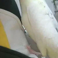 عروس هلندی گمشده