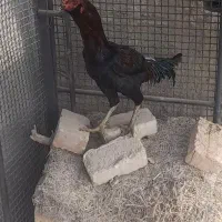 مرغ لاری|حیوانات مزرعه|جزنیک, |دیوار