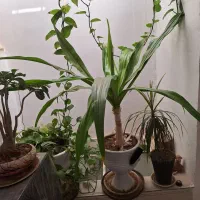 گل ذرتی|گل و گیاه طبیعی|شیراز, شهرک مطهری|دیوار