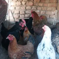 مرغ تخم‌گذار|حیوانات مزرعه|یزدان شهر, |دیوار