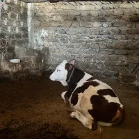 گوساله