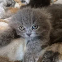 توله ۴۰ روزه گربه نر بلو اسکاتیش پرشین طوسی