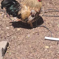 مرغ و خروس جوان و خوشرنگ