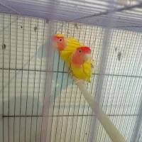 یک‌جفت‌کوتوله‌ودوجفت‌مرغ‌عشق‌مولد|پرنده|آذرشهر, |دیوار