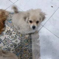 واگذاری سگ پامر نر وماده