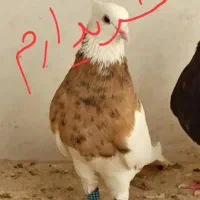 کبوتر طوقی زرد خال سیاه