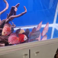 ماهی دیسکس اکواریوم