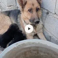 سگ ژرمن ماده