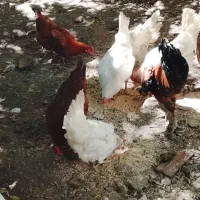 مرغ و خروس محلی