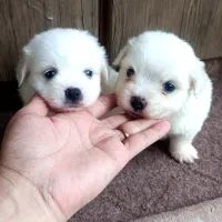 شیتزو عروسکی سایز ریز نرو ماده