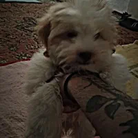 سگ نزاد شیتزو چهار ماهه سرحال بازیگوش