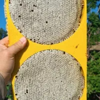 عسل طبیعی ناصری