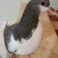 کبوتر