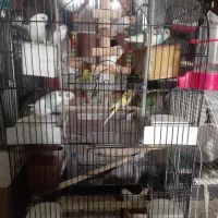 تعدا۱۰عدد مرغ عشق  بدون قفس دونه ای ۳۰۰