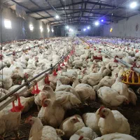 کار در مرغداری گوشتی