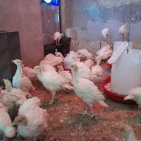 بوقلمون بیوتی ۶|حیوانات مزرعه|قم, قم نو|دیوار