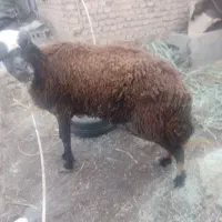 یک عدد بره یا گوسفند قوچ بروجردی