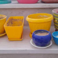 تعدادی گلدان|گل و گیاه طبیعی|شیروان (خراسان), |دیوار