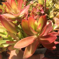 گلهای زیبا|گل و گیاه طبیعی|گرگان, |دیوار