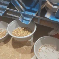 دستگاه پسته شکن|خدمات باغبانی و درختکاری|بیرجند, |دیوار