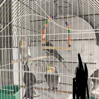 عروس هلندی|پرنده|خمینیشهر, |دیوار