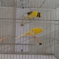 قناری رسمی سایز دار|پرنده|اصفهان, مصلی|دیوار