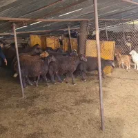 بره افشاری