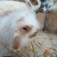 خرگوش لوپ اصل|موش و خرگوش|کاشان, کارگر|دیوار