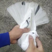 کفتر پرشی غریب گیری بلندی