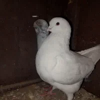 کفتر طوغی،کینگ ،وارداتی