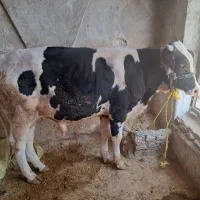 گوساله نر|حیوانات مزرعه|ایوان, |دیوار